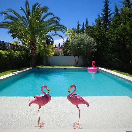 Flamingos *