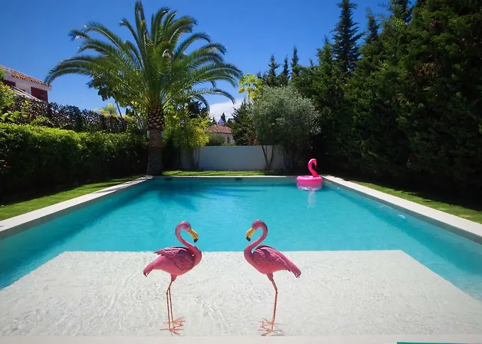Flamingos *